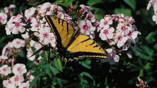 نحنا الربيع ريم بندلي 