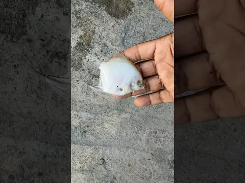 Está dejando todos los peces en el suelo 😢