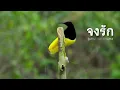จงรัก : สุเทพ วงศ์กำแหง