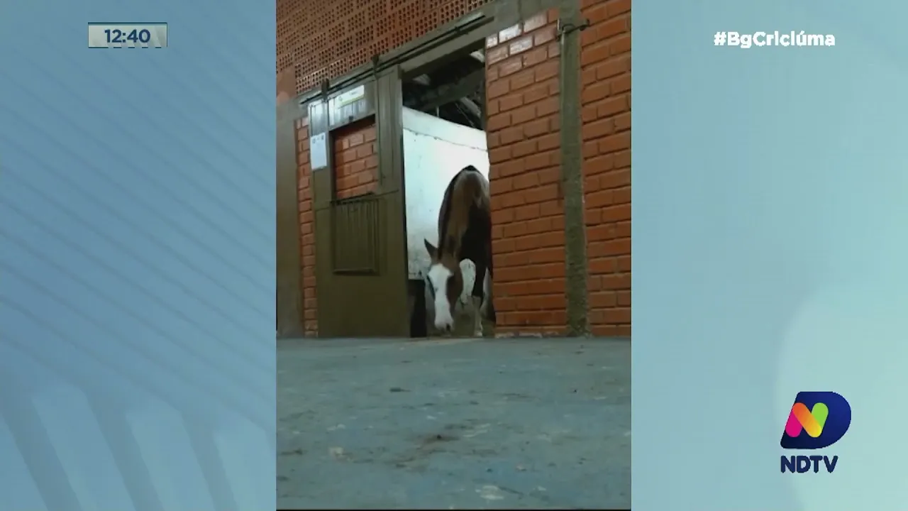 Câmera escondida flagra Infante, cavalo da PM, abrindo a baia com maestria e escapando em Criciúma