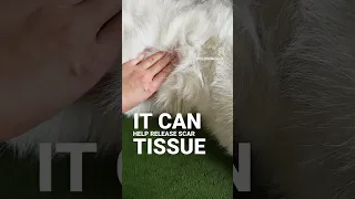 Abdominal Massage Animal Massage 