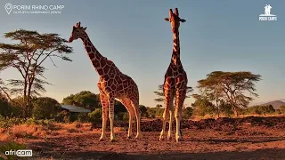 Two Giraffes at the Waterhole | Porini Rhino Camp Live Cam