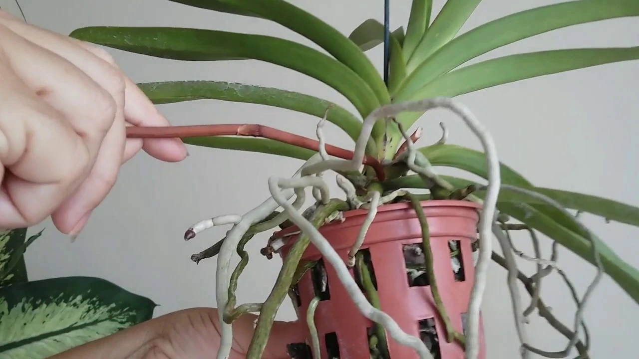 DEVEMOS CORTAR A HASTE DA ORQUÍDEA VANDA? E PORQUE?