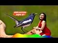Download Lagu Kacer gacor buat PANCINGAN || download suara burung mp3