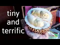 Download Lagu DURIAN AMBON - A Very Special (and rare) Durian Variety