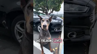 #Fyp #dream #doberman #pets #youtube