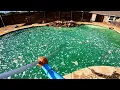 Huge chunks of algae coming off this pool Full Green to Clean Transformation