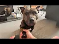 Download Lagu Een verwaarloosde hond leert wat liefde werkelijk betekent dankzij zijn nieuwe eigenaar.
