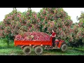 Download Lagu Use Off Road Truck To Harvest Lots Of Lychee Fruit Goes To Sell At The Village Market