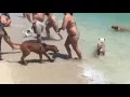 Dogs Beach haulover beach - Miami