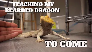How To Train Your Bearded Dragon To Come To It s Name Test
