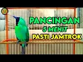 Lagu Pancingan Handal Cucak Ijo Gacor! Jitu Dalam Membuat Ijo Lain Cepat Naik Emosi Langsung Jamtro Emosi