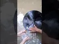 Mendulang dapat banyak#mantab