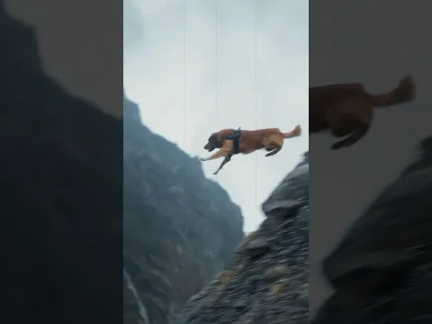 “Family’s Guardian Angel Dog”#dog #pets #shorts “                 Video Content Intended for Adults”