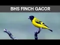 Download Lagu BHS FINCH GACOR | black hooded siskin suara original #finch #shorts  😀