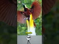 Download Lagu maybe you don't know about this animal