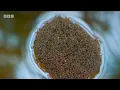 Nature's Tiny Terrors | BBC Earth