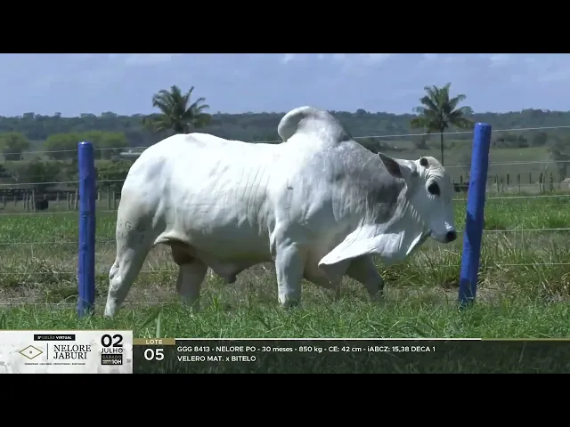 Reprodutor Nelore GGG-8413 FATICO DA JABURI