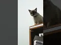 Download Lagu How-haw #cat