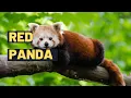 Red Panda The Adorable Red Panda - Fun Facts for Kids Where are they Found