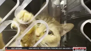 140 animals adopted from SPCA shelter in June