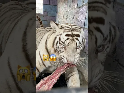 #tiger #jimcorbettwildlifeandnatureview #lion #tigerspotted #animals