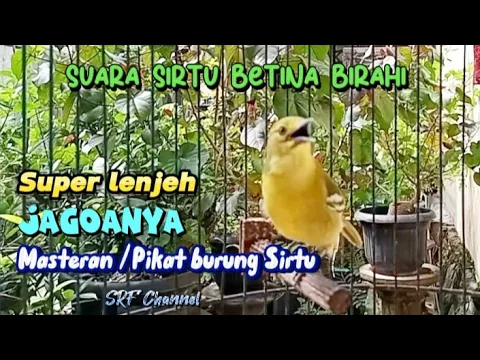 Download MP3 Sirtu betina birahi memanggil jantan, masteran/pikat Sirtu paling jitu#sirtugacor@srfchannel3881