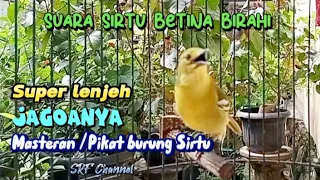 Download Sirtu betina birahi memanggil jantan, masteran/pikat Sirtu paling jitu#sirtugacor@srfchannel3881 MP3