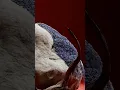 Self Colliding Particle Simulation no geometry nodes