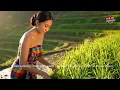 Download Lagu Niken Salindry   Wes Oleh Ganti   Kembar Campursari Official Music Video