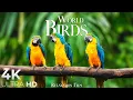 Download Lagu World Birds 4K • Relaxation Film with Peaceful Piano Music | 4K Ultra HD