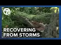 Grosse Pointe residents deal with tree damage power outages after Wednesday s storm