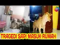 Download Lagu TRAGEDI SAPI MASUK RUMAH YANG BIKIN HEBOH!!