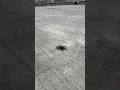 Download Lagu Crab Casually Strolling Sideways on Concrete