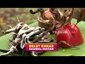 Lagu Pedas Nikmat Belut Bakar Sambal Matah | JEJAK SI GUNDUL (11/02/26)