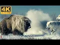 Download Lagu ARCTIC PREDATOR | The Unsung Heroes of the Arctic | Nature Animal Documentary