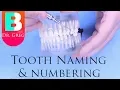 BRACES EXPLAINED Tooth Numbers Names