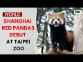 Shanghai s Red Pandas Le Le Tian Tian Make Adorable Taipei Zoo Debut