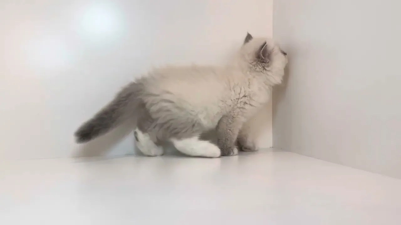動画