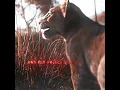 Download Lagu Mufasa The Lion King Edit - Bloody Mary (Slowed) #shorts