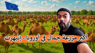 أكبر مزرعة إبل في أوروبا إنبهرت  أكبر مزرعة إبل في أوروبا إنبهرت
