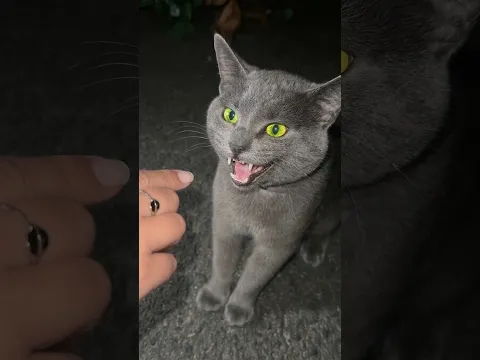 She Got The Angriest Kitten π