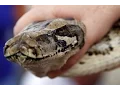 Python snake training in Florida