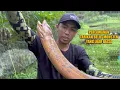 Download Lagu PENUH TIPUAN, DIKIRA BELUT KECIL TERNYATA BELUT MONSTER