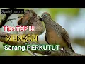 Download Lagu cara mencari sarang perkutut [ sekali survei dpt lima sarang sekaligus ]