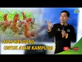 Lagu CARA MEMBUAT ALAS KANDANG UNTUK AYAM KAMPUNG #bayudiningrat #bayusehatmandiri #pertanian