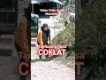 Download Lagu Kalau Cinta Sudah Mendekat Tai Kucing Rasa Coklat