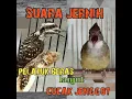 Download Lagu masteran PELATUK BERAS lanjut CUCAK JENGGOT#pelatuk#pelatukberas#cucakjenggot#cucakjenggotgacor