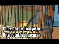 Lagu Perawatan awal Trucukan ombyokan biar cepat gacor