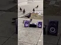 Download Lagu Dj Pigeon Funny Video